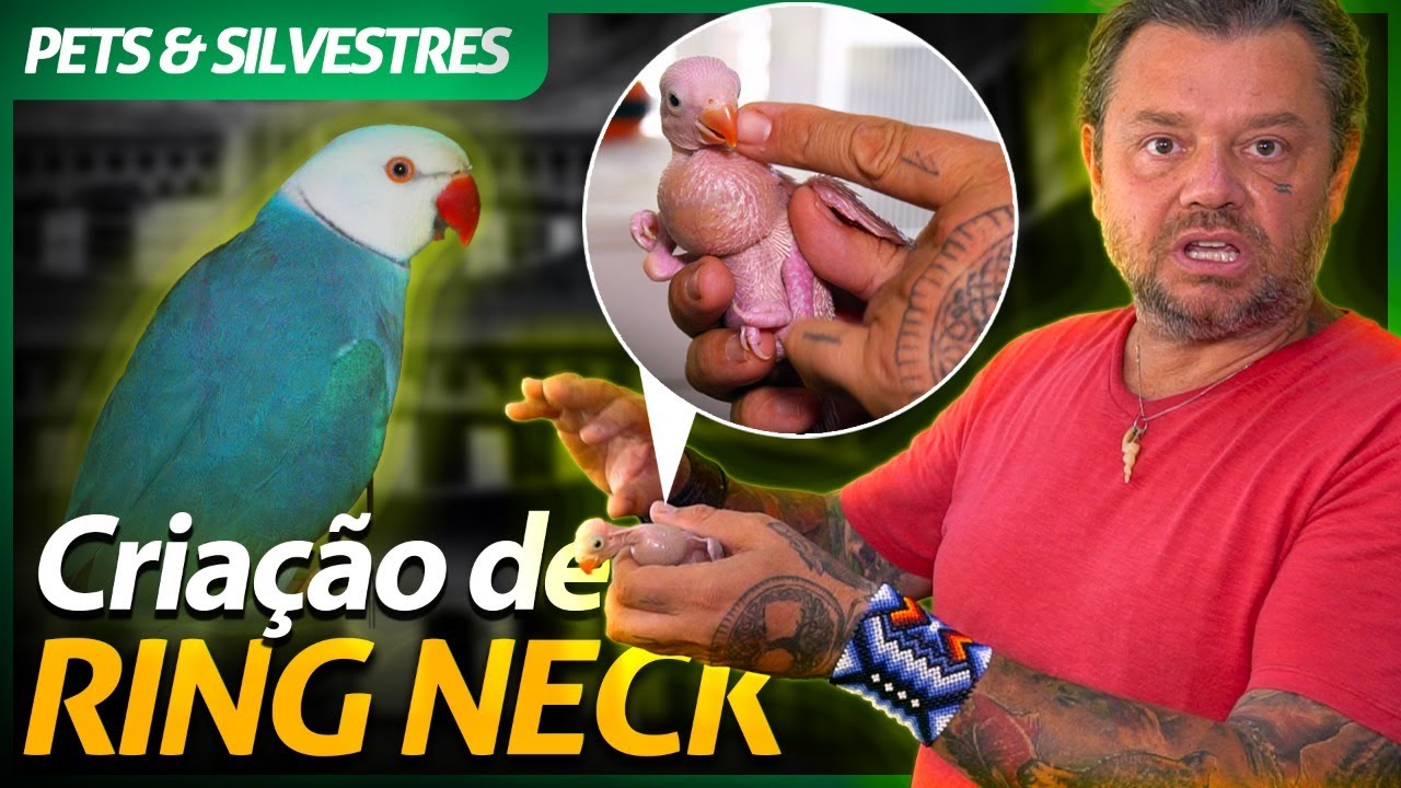 CONHECENDO UMA CRIAÇÃO DA AVE RING NECK! | RICHARD RASMUSSEN