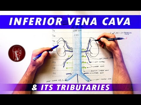 Inferior Vena Cava