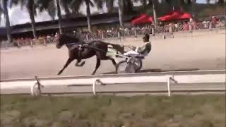 Lote 14 - Chucaro Altheas Rebenque - Cobertura