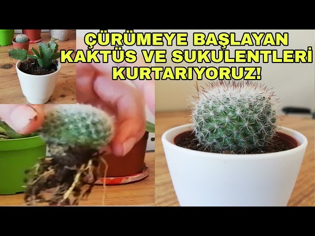 ryen kakts sukulent nasl kurtarlr? Sukulentlerde kaktslerde kk  rmesi neden olur? - YouTube