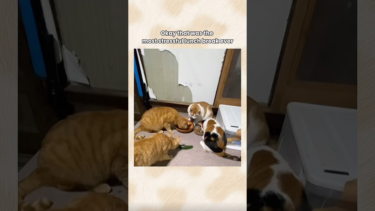 The most successful lunch break ever 