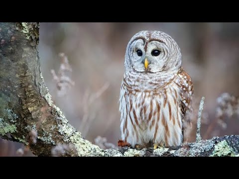 owls nat geo - owls animal planet - owls documentary - owl documentary national geographic