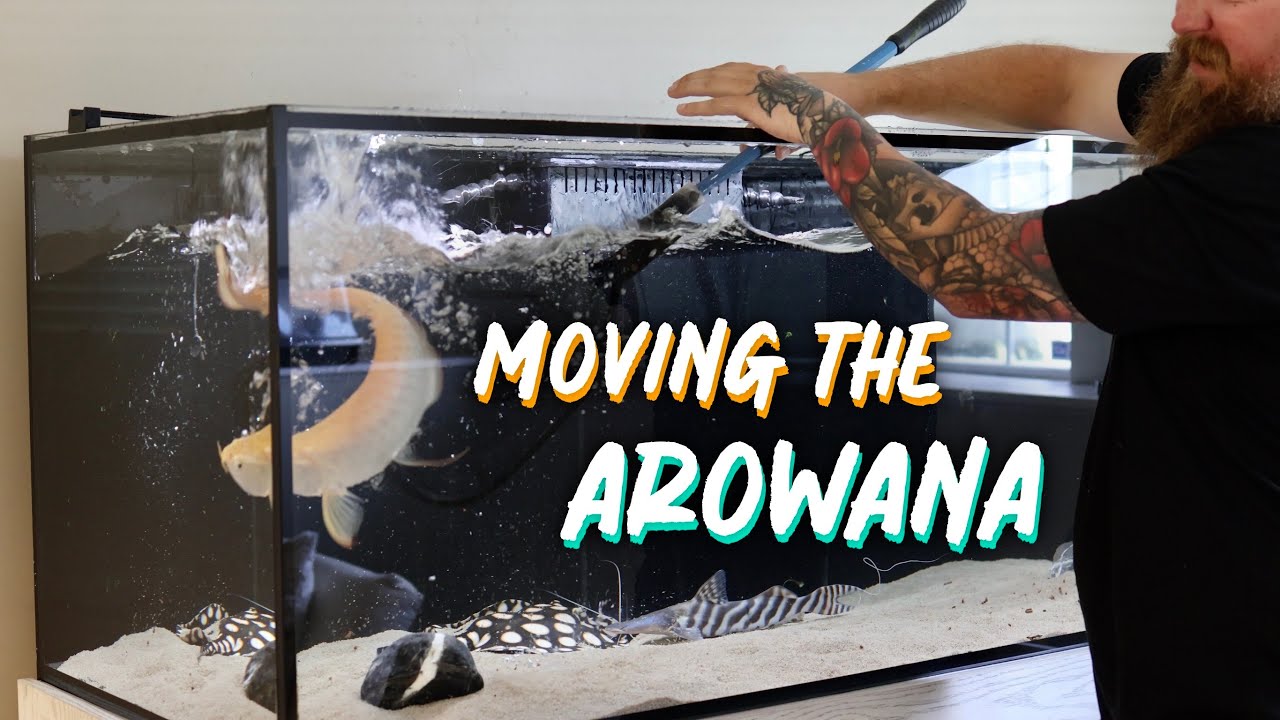 Выпуск сомов арована и тигровый сом в пруд теплицы