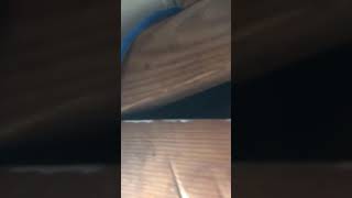 Zero Mold doing attic mold job in streemweood IL