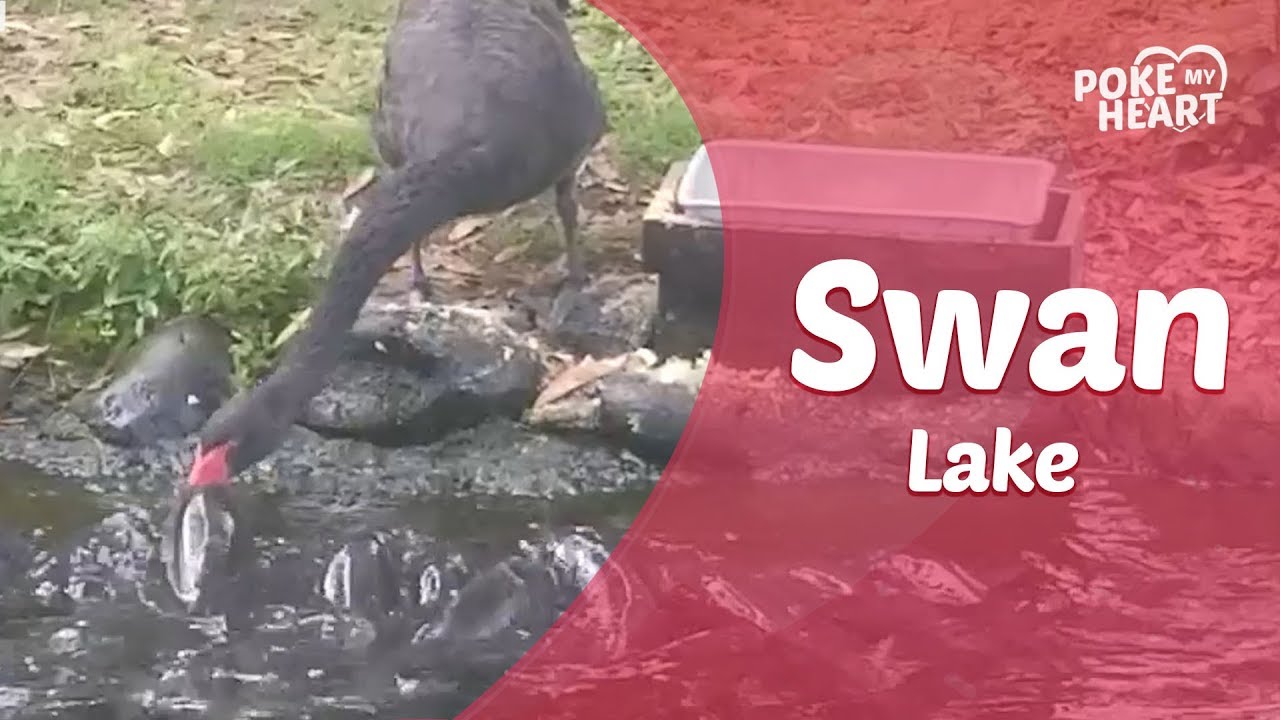 sweet potato Black Swan Feeds Koi Fish at Zoo