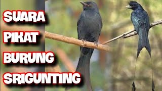 Suara Burung Srigunting Cocok Untuk Pikat Masteran Burung Kicau By