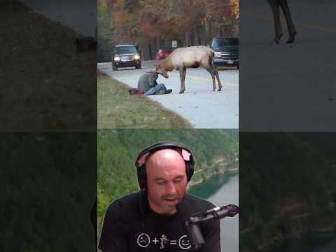 Joe Rogan Reacts to Wild Selfies with Elk in Yellowstone 🦌
