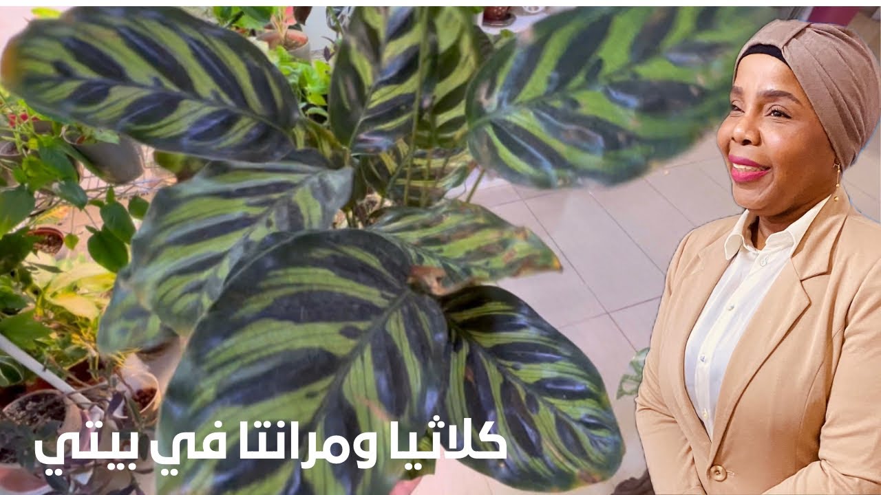 نبات الكلاثيا والميرانتا عناية واهتمام في مجموعتي 🌿🪴