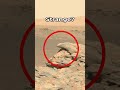 Mars Rover Perseverance SOL 181 Snapshot πΈ