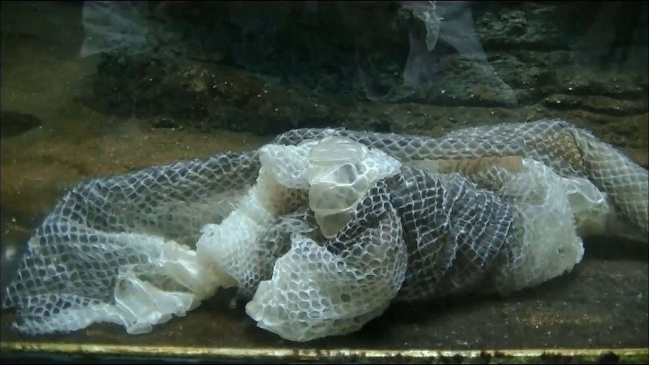 ヘビ アナコンダ の脱皮 東山動物園 Youtube