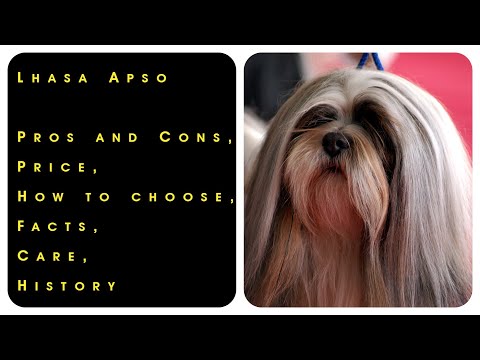 Video: Các loại chó mới hợp thời trang Lhasa Apsos Go Nuts For