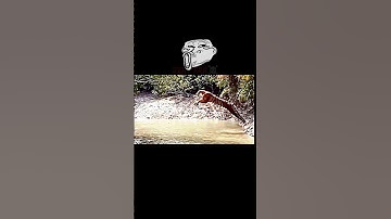 Tiger vs lion #trending #animals #wildlife #tiger #lion #shorts #jump