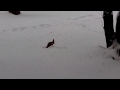 Омская белка ныряет в снег в поисках еды! 29.11.2016