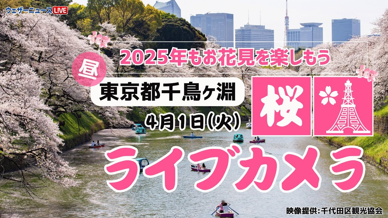 桜ライブカメラ】ソメイヨシノ／「東京都・千鳥ヶ淵緑道」ライブカメラ