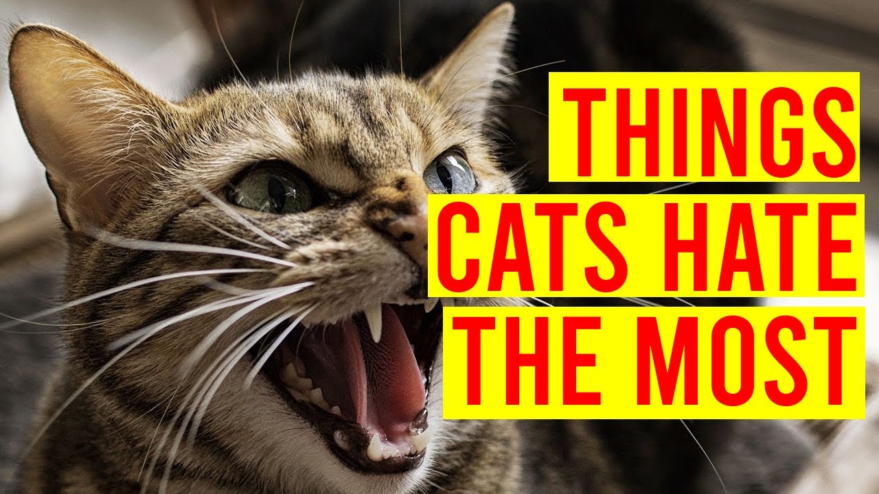 10 Things Cats Hate You Should Avoid Doing/ All Cats
