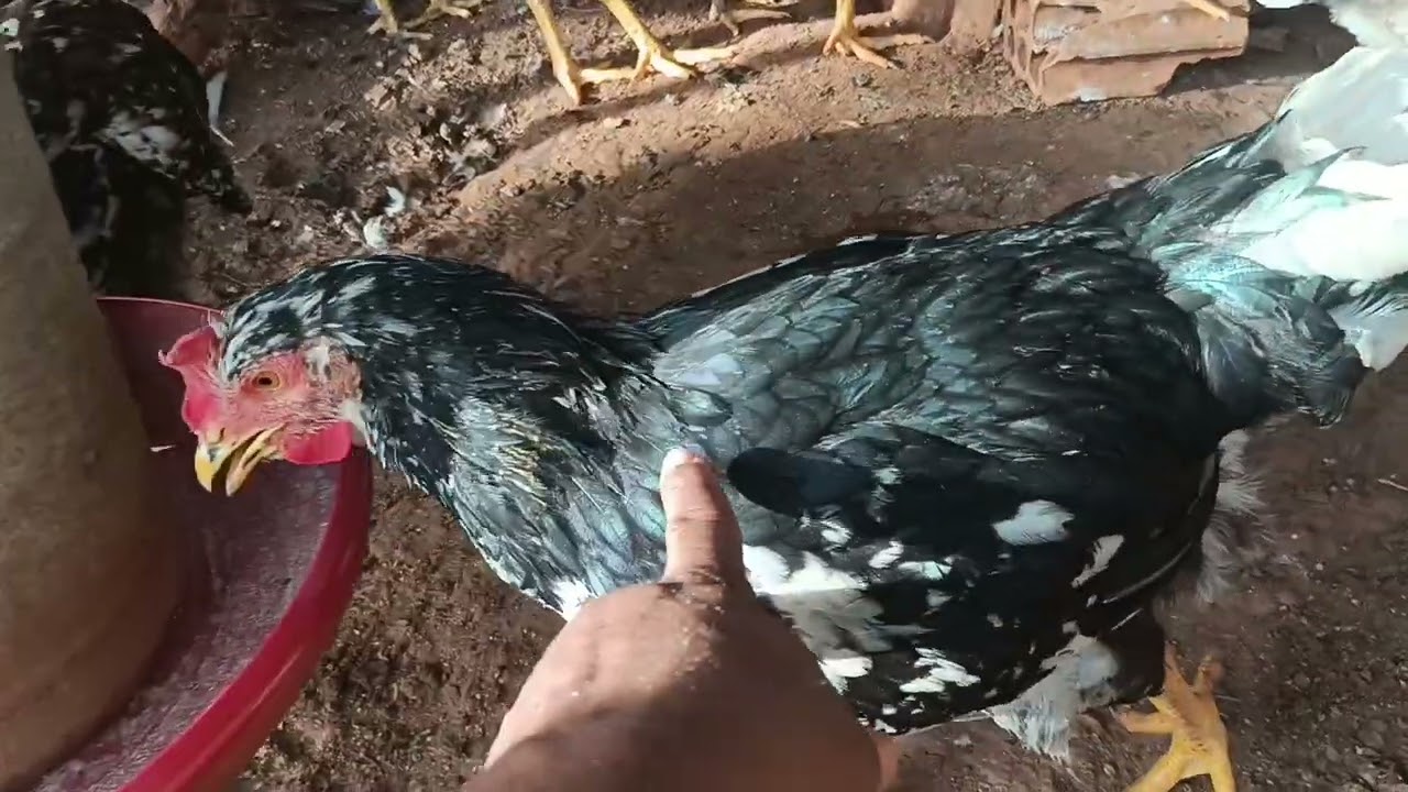 Frangada Balão, polaco gigante e índio gigante do criatório ig da serra...