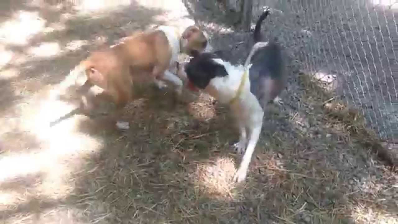 video phone beyonce mp3 Magnus - ADOPTED!