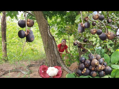 Meet a Big snake and Pick up Wild mangosteen fruit for food in forest - Adventure solo in jungle