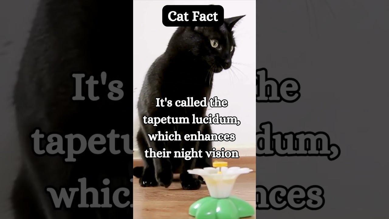 Cats Built In Night Vision Fun Facts About Cats! From 