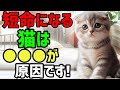 長生きしない猫はこれが原因です 雑学 保護猫 熱中症 こねこ cat ねこのいる生活 豆知識