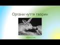 Біологія. Тварини. Органи чуття тварин