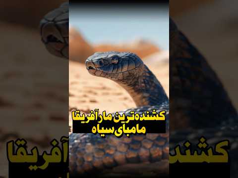 مامبای سیاه کشنده ترین مار سمی آفریقا