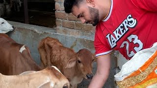 3 August ! Bhai ka birthday ! gau seva #shortsfeed #shorts