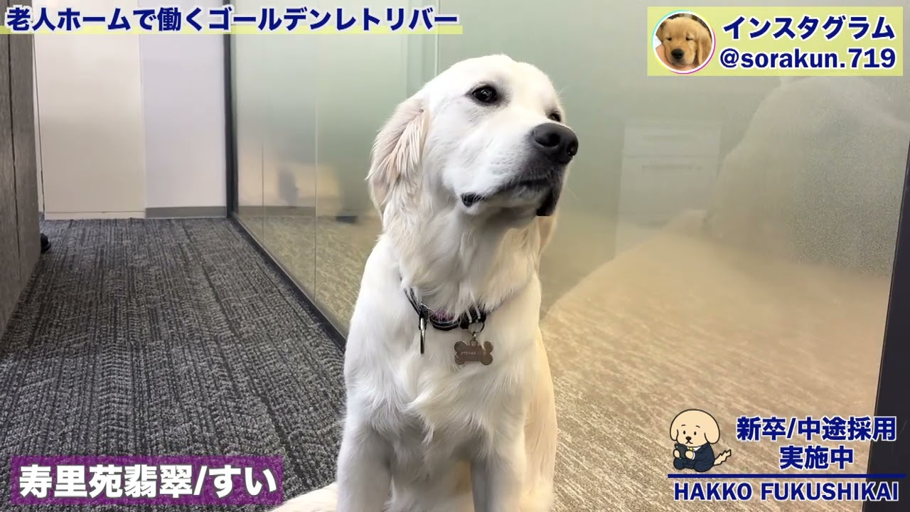 12秒でサクッと！】事務所で撮影協力する翠ちゃんです！ - YouTube