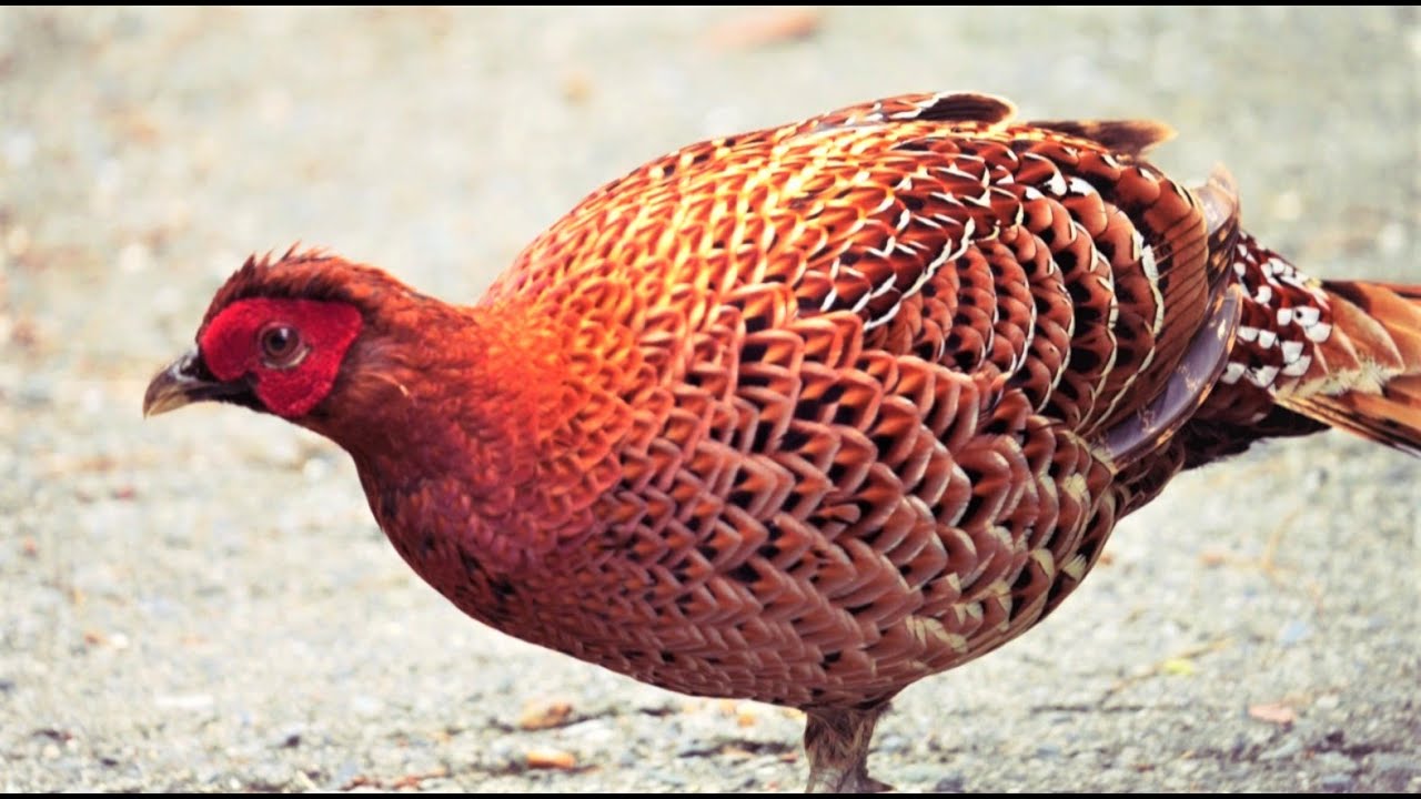 きれいなヤマドリのオスに出会った Youtube