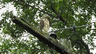 Blue Jay Mobs Red-Shouldered Hawk | Backyard Bird Drama