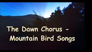 Dawn Chorus of Bird Songs  Great Smoky Mountains