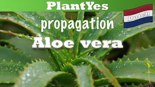 Hoe Stek Ik Aloë Vera Kamerplanten Vermeerderen