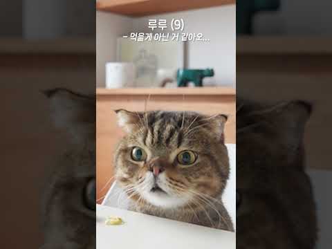 잡식 고양이가 유일하게 못 먹는 음식?