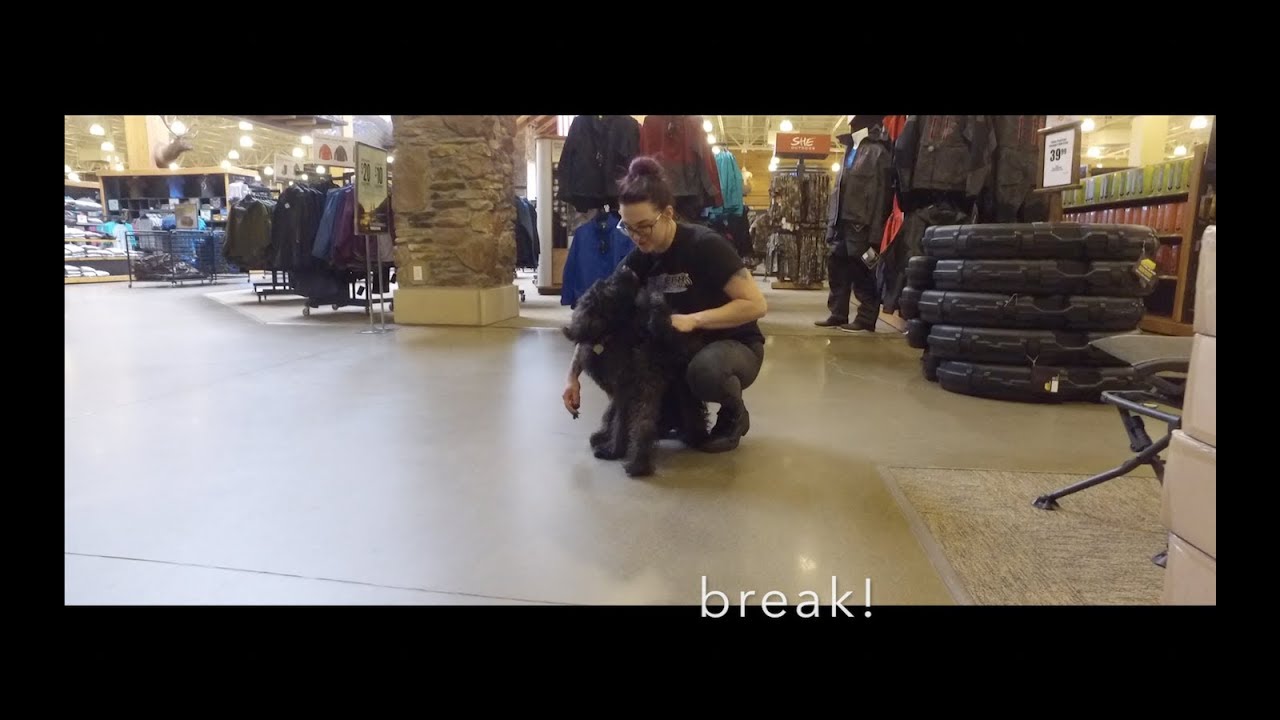 Best Dog Training in Columbus, Ohio! 6 Month Old Goldendoodle, Kibo