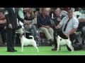 WDS Paris Smooth Fox Terriers ring の動画、YouTube動画。