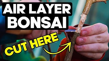 How to Air Layer Bonsai - Propagate Trees Easily!