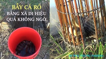 Cách bẫy cá rô đồng bằng xà di, dính được nhiều cá rô mề -  by pou phung fishing