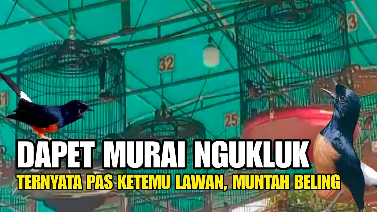 Dapet murai ngukluk, tapi pas ketemu lawan bongkar isian