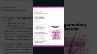 Anatomy and Physiology  Integumentary System #smallbusiness #nursing #nursingstudent