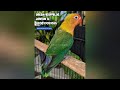 HARGA LOVEBIRD GREEN / BIOLA / PALE FALLOW BLUE