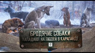 Бродячие собаки нападают на людей в Караганде #бродячиесобаки #Караганда #школьники