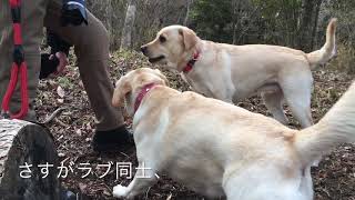 二匹のラブラドールで山を駆け回る【山散歩中ラブラドールのココちゃんと遭遇】Cute Labradors