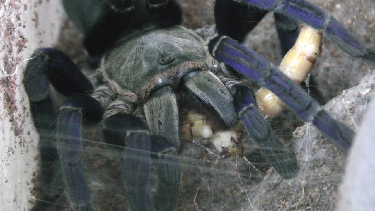 사나운 코발트블루 타란튤라 슈퍼밀웜 첫경험 ㄷㄷcobalt blue tarantula feeding YouTube