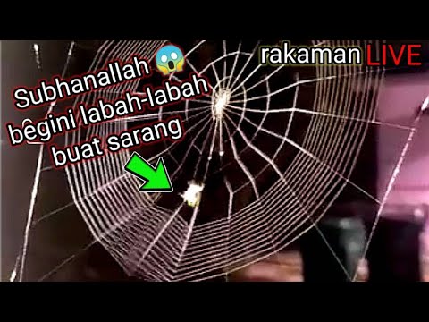 Subhanallah!😱 begini labah -labah buat sarang.sempat dirakam LIVE - YouTube