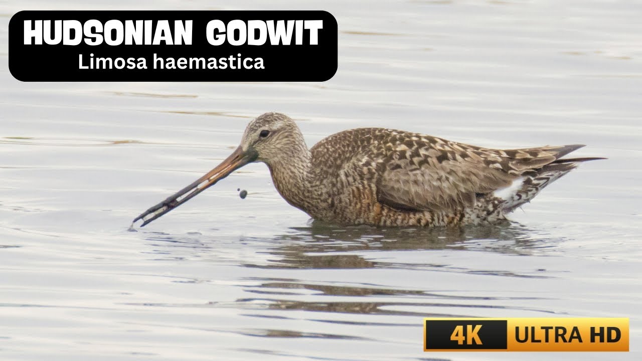 HUDSONIAN GODWIT | LIMOSA HAEMASTICA | 11TH RECORD FOR THE UK | WILDLIFE | NATURE | WADING BIRDS