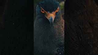 "The Eagle’s Fierce Gaze – Power, Pride &amp; Precision in One Look!"🦅⚡