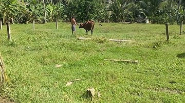 Bán đất DT 8m x 30m có 100m2 thổ cư. Giá 350te. Đường ôtô. Gò Công Tây tiền Giang.  LH.08.789.789.63