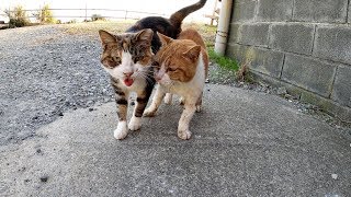 集会に参加する猫達、激しいスリスリでご挨拶