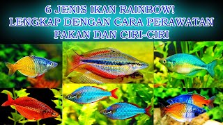 6 Jenis Ikan Hias Rainbow: Lengkap Dengan Ciri-Ciri, Perawatannya Dan Pakannya