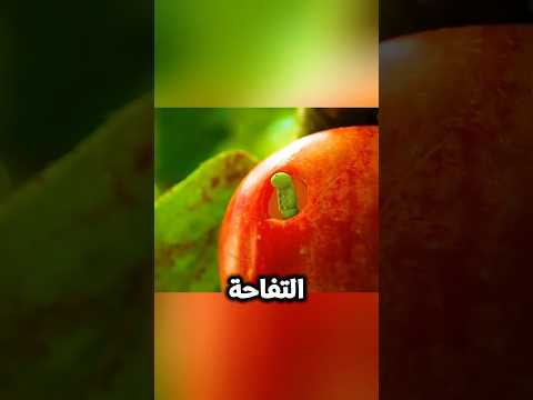 الدودة الغدارة بتقطع بيت صحبتها اليتيمه